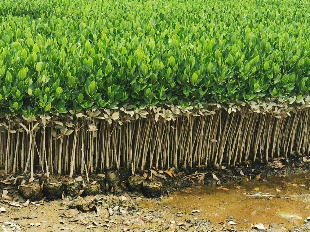 產(chǎn)品展示七